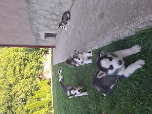 Husky 7 săptămâni vaccinați  - imagine 3