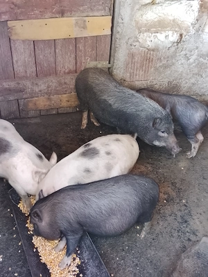Vând scrofița vietnameza cu 4 purcei