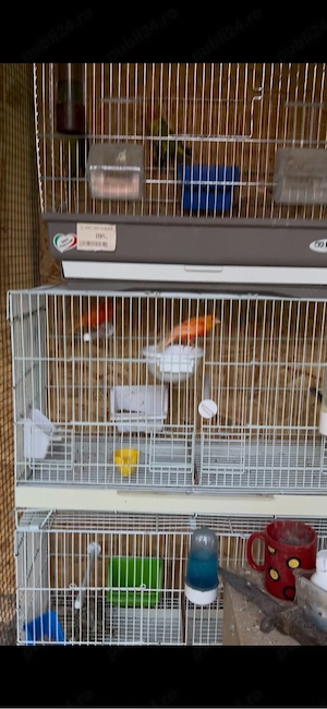 canari de vanzare 