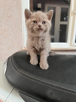 British shorthair lilac  - imagine 3