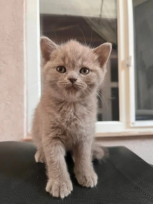British shorthair lilac  - imagine 5