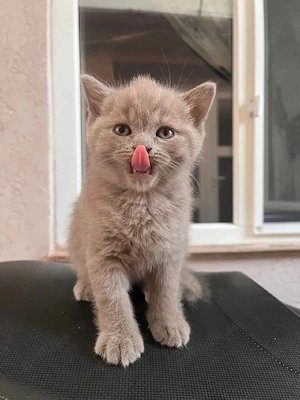 British shorthair lilac  - imagine 4