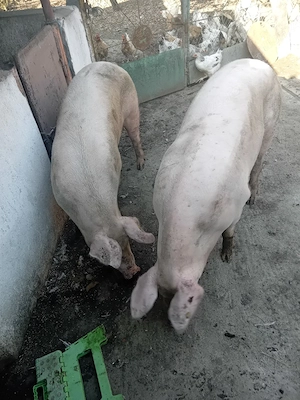 Vand porci  - imagine 2