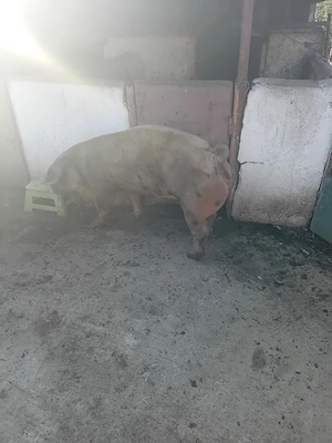 Vand porci  - imagine 3