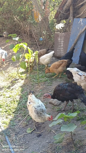 vand pui de tara bio 