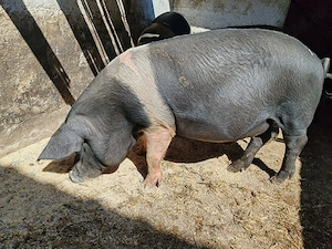 Porci bazna