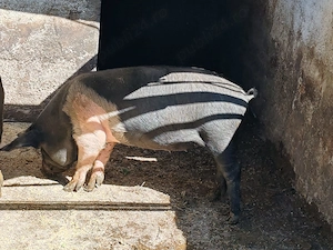 Purcea bazna