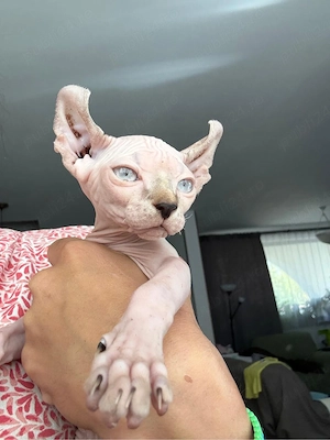 pui sphinx sociabili , iubitori 