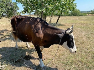 vaca romaneasca