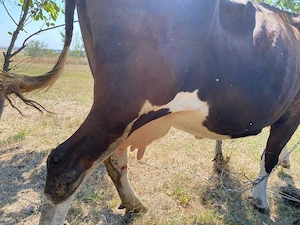 vaca romaneasca - imagine 3
