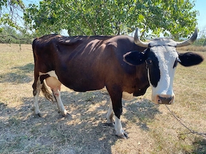 vaca romaneasca - imagine 5