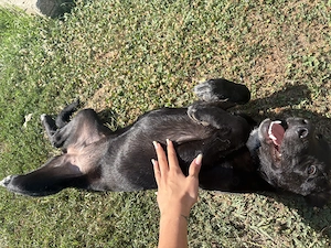 Câine spre adopție  - imagine 4