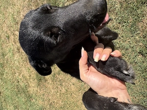 Câine spre adopție  - imagine 2