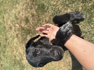 Câine spre adopție  - imagine 3