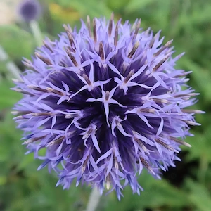Echinops ritro plante cu radacina nuda