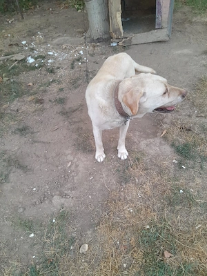 DonezFemelă Labrador