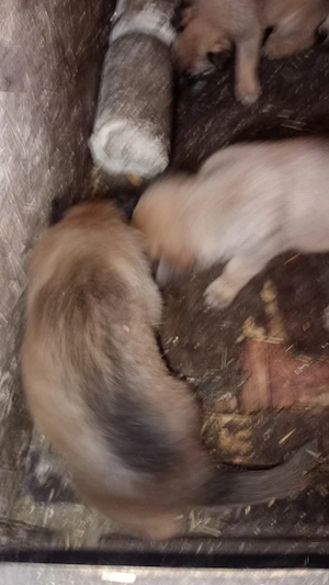 Pui ciobanesc belgian malinois originali - imagine 3