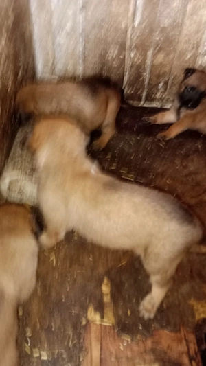 Pui ciobanesc belgian malinois originali - imagine 4