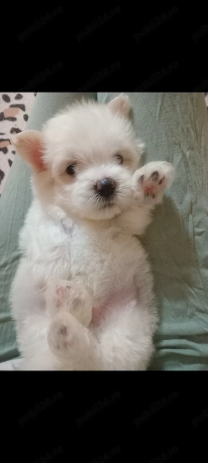 catelus bichon maltez  - imagine 2