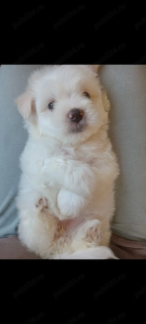 catelus bichon maltez  - imagine 3