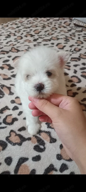 catelus bichon maltez 