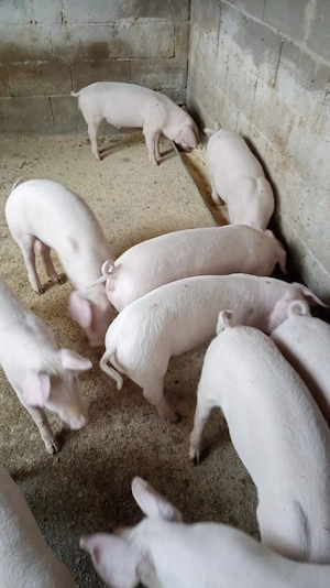 Purcei Landras de vanzare