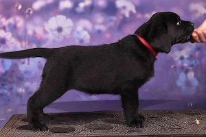 Labrador baieței și fetițe  - imagine 2