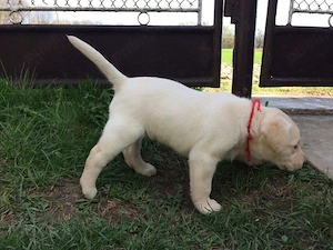 Labrador retriever puiuți - imagine 2