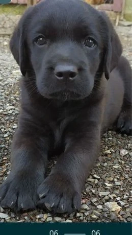 Labrador retriever pui superbi