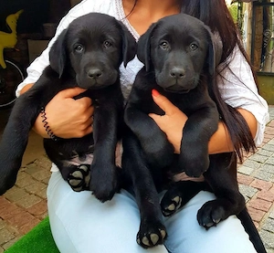 Labrador retriever pui superbi - imagine 3