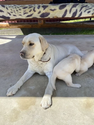 Labrador retriever puiuți - imagine 3