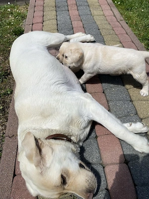Labrador retriever puiuți - imagine 5