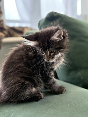 Maine coon puiuți superbi
