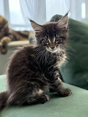 Maine coon puiuți superbi - imagine 3