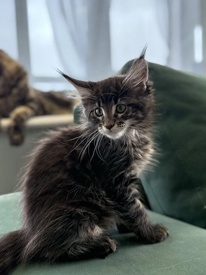 Maine coon puiuți superbi - imagine 2