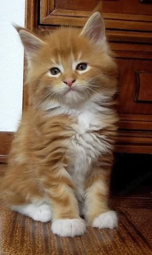 Maine coon puiuți superbi