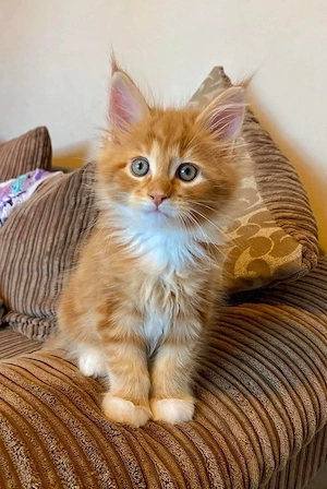 Maine coon puiuți superbi - imagine 2
