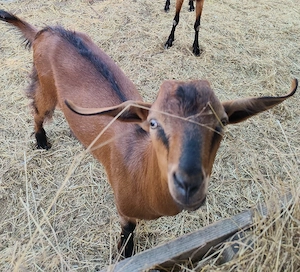vand tapisor metis de anglonnubian cu alpina franceza!