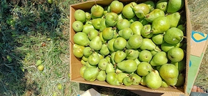 Vand pere duset alb si uyliams rosu la Prețul de 3 leikg
