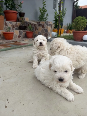 catei bichon miny toy - imagine 3