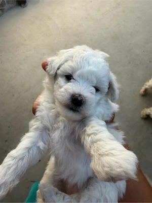catei bichon miny toy