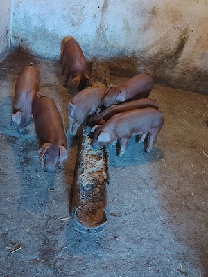 Purcei duroc curat caută casă nouă. - imagine 2