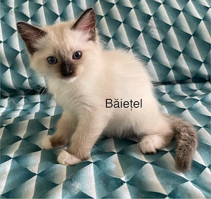 Puiuti ragdoll 8 saptamani isi cauta căsuța noua - imagine 2