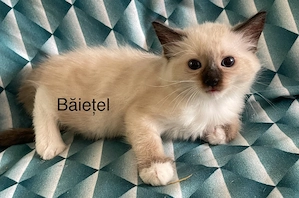 Puiuti ragdoll 8 saptamani isi cauta căsuța noua - imagine 4