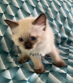 Puiuti ragdoll 8 saptamani isi cauta căsuța noua - imagine 3