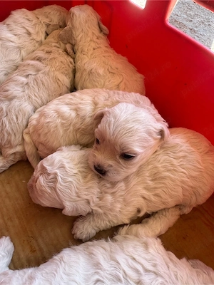 Pui de Bichon   5 băieței disponibili din 10 Septembrie   