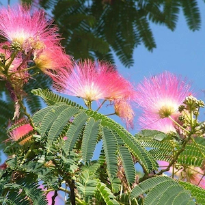 Arbore de matase (Albizia Julibrissin) an 2