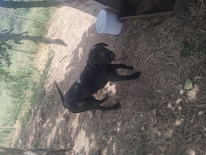 Femelă Cane Corso - imagine 3