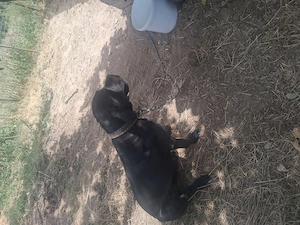 Femelă Cane Corso