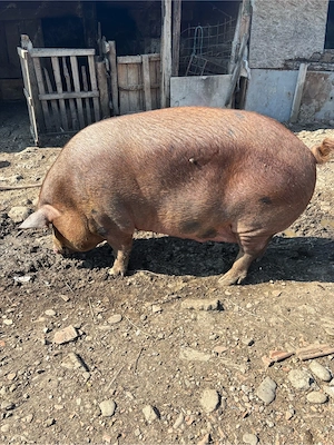 Vand Porc de carne castrat 400kg aprox - imagine 3